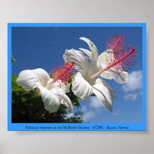 Hibiscus waimeae at McBryde Garden - NTBG - Kauai Poster