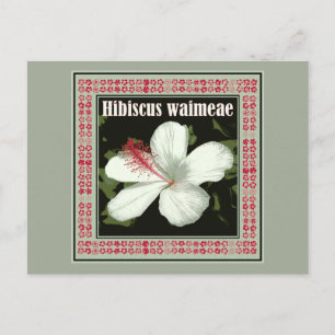 Hibiscus Waimeae from Hawaii Postcard