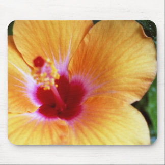 Hibiscus, Yellow-Orange Mouse Pad