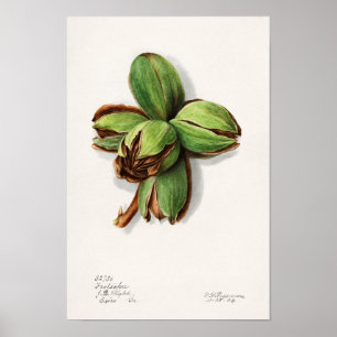 Hickory (Carya) Fruit Watercolor Painting Poster