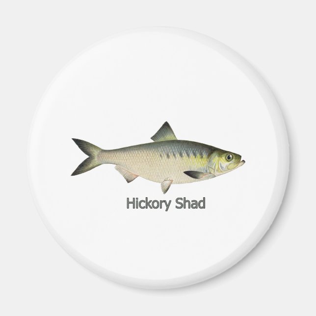 Hickory Shad Magnet (Front)