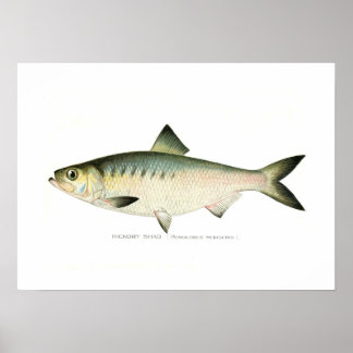 Hickory Shad Poster