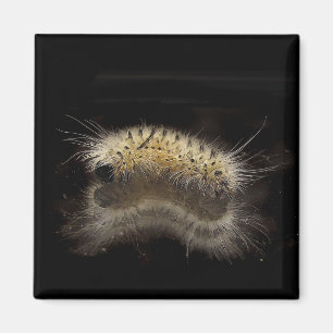 Hickory Tussock Caterpillar Magnet