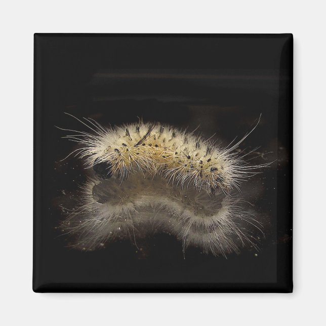 Hickory Tussock Caterpillar Magnet (Front)