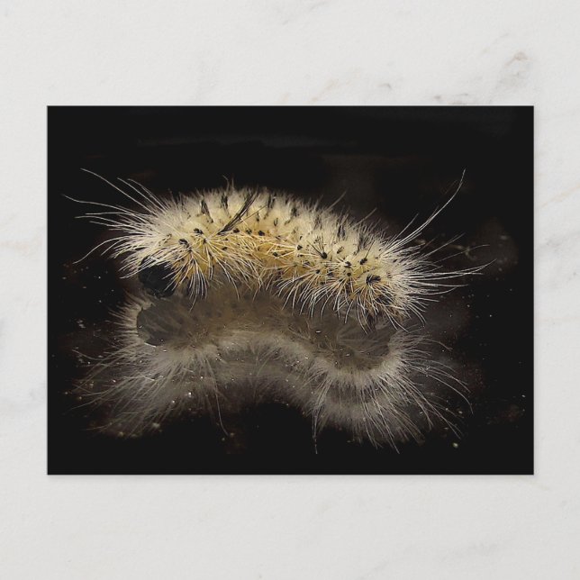 Hickory Tussock Caterpillar Postcard (Front)