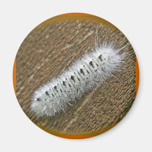 Hickory Tussock Moth (Lophocampa caryae) Items Magnet