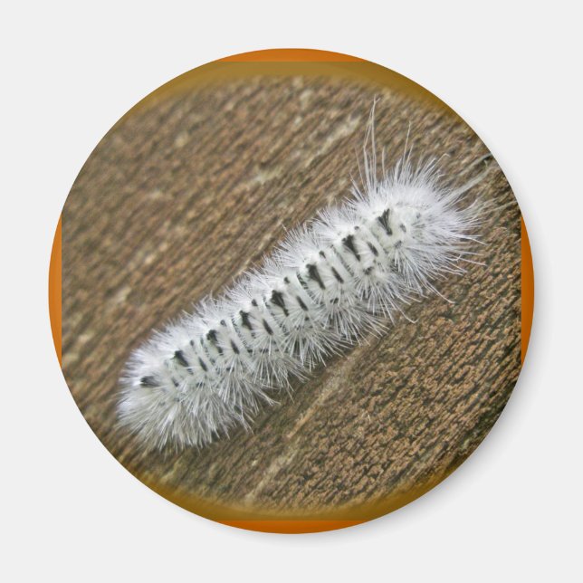 Hickory Tussock Moth (Lophocampa caryae) Items Magnet (Front)