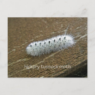 Hickory Tussock Moth (Lophocampa caryae) Items Postcard