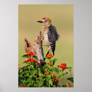 Hidalgo County, Texas. Golden-fronted Woodpecker 2 Poster