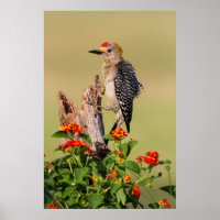 Hidalgo County, Texas. Golden-fronted Woodpecker