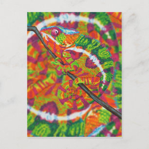 Hidden Chameleon Postcard