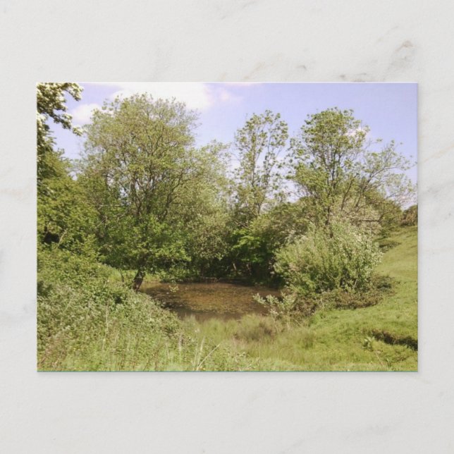 Hidden Pond Photo Postcard (Front)