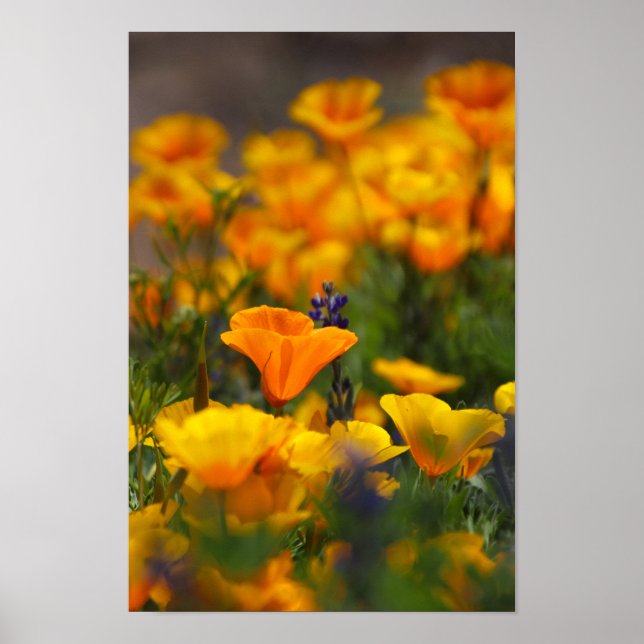 hidden poppy poster (Front)