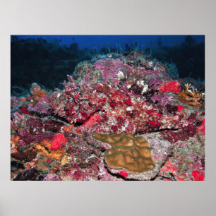 Hidden Scorpionfish Poster