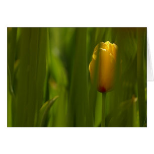 Hidden Tulip Card