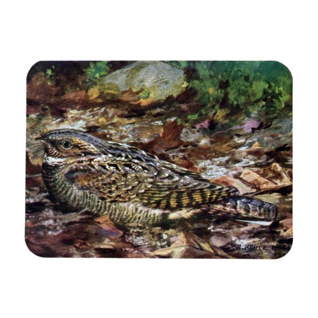 Hidden Whippoorwill Magnet (Horizontal)