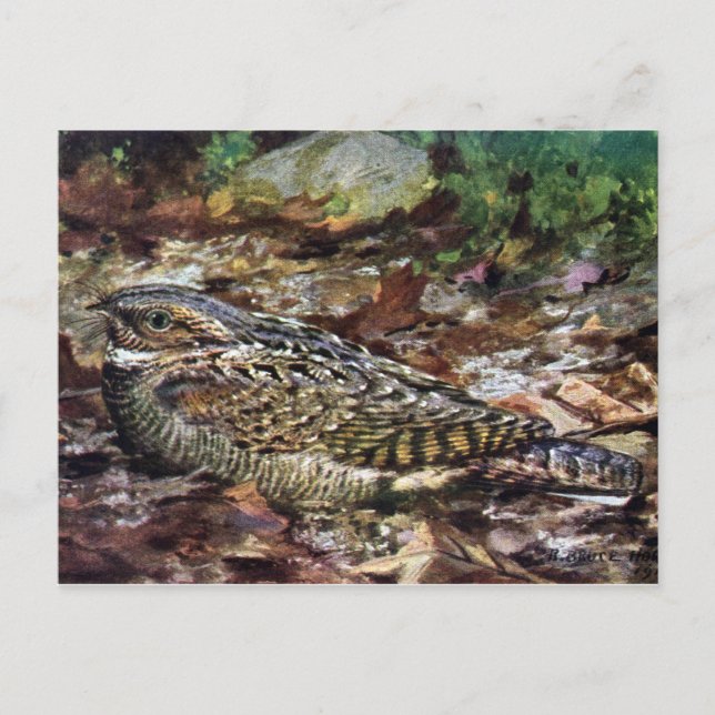 Hidden Whippoorwill Postcard (Front)
