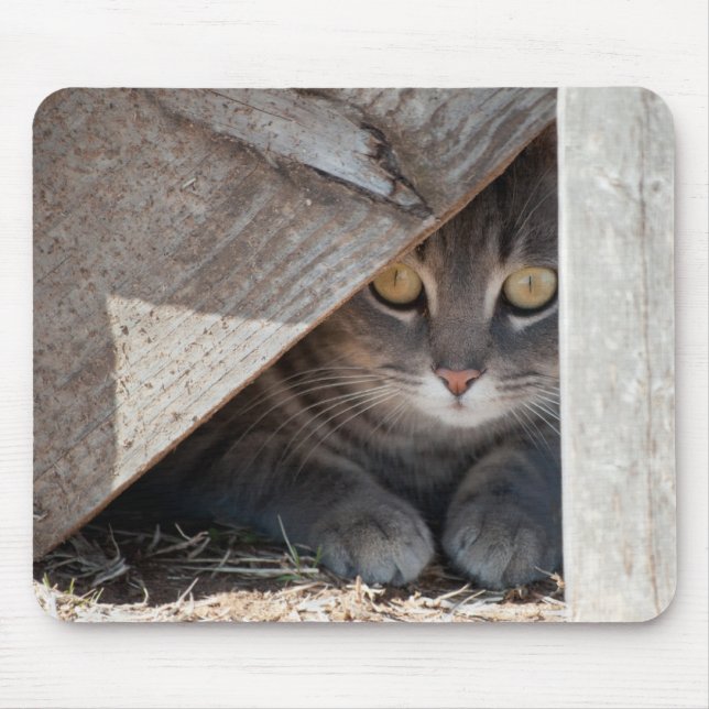 hide-a-kitty mouse pad (Front)