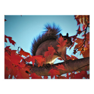 "Hiding in Plain Sight" Photo Print