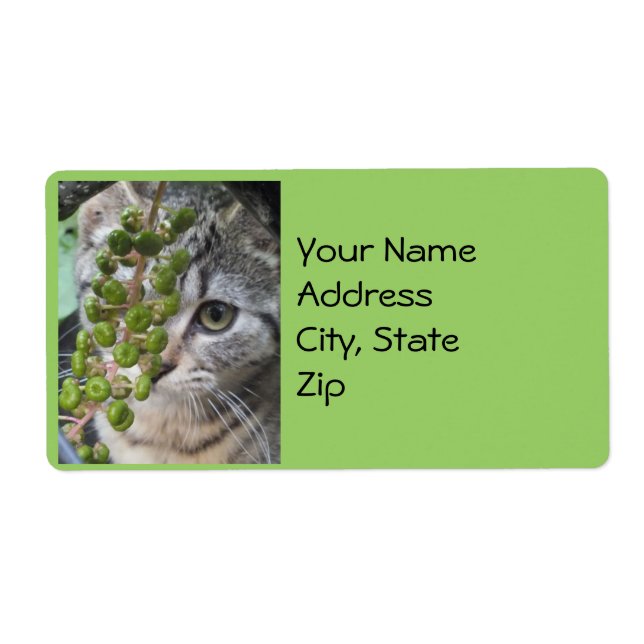Hiding Kitten Address Labels (Front)