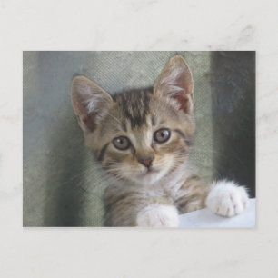 Hiding Kitten Postcard