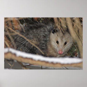Hiding Opossum Poster