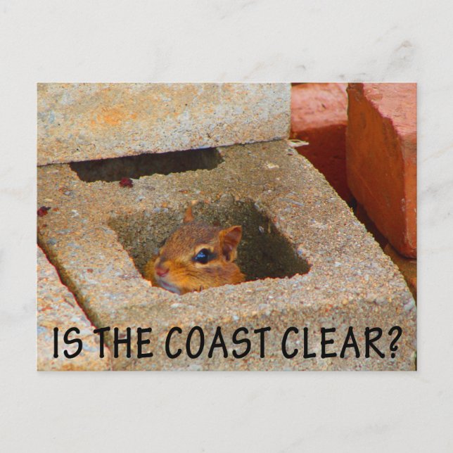 Hiding Squirrel Postcard (Front)