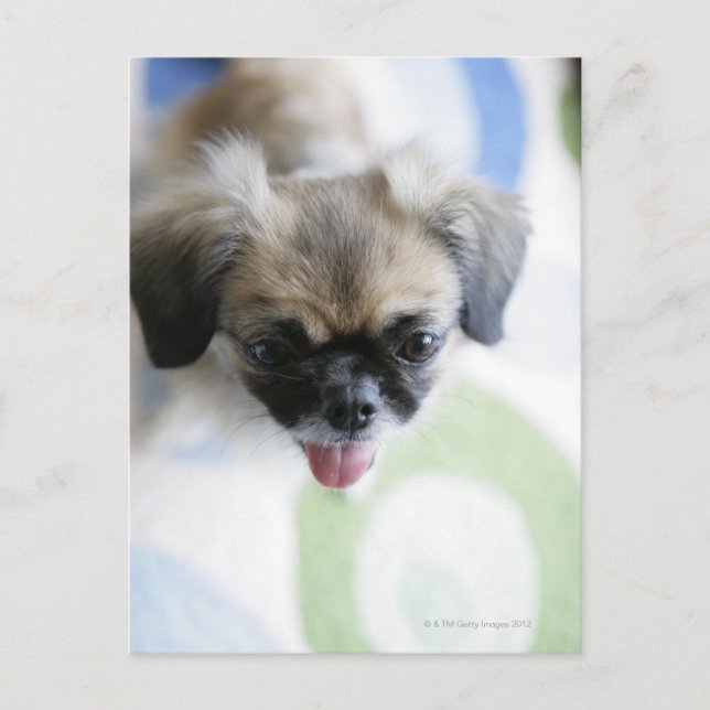 High angle view of an Eskimo Dog Postcard (Front)