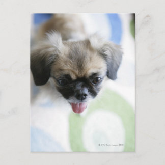 High angle view of an Eskimo Dog Postcard
