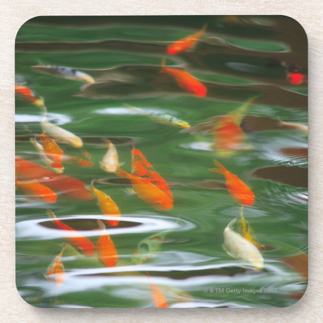 High angle view of koi crap fish in a pond coaster (Front)