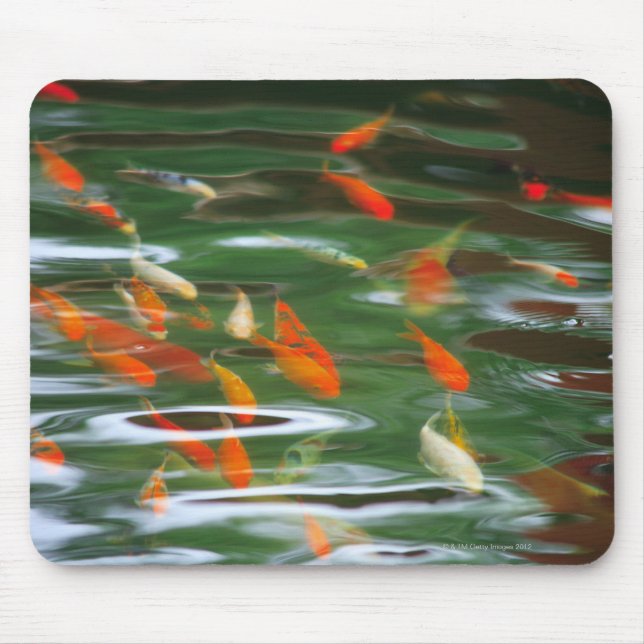 High angle view of koi crap fish in a pond mouse pad (Front)