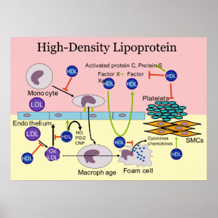 High-Density Lipoprotein HDL Diagram Poster
