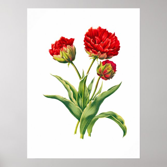 High detail realistic red flower art  poster (Front)
