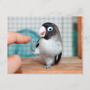 High five! postcard