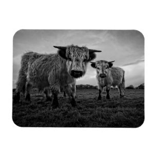 High Park Cow Mono Magnet