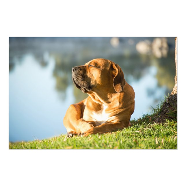 High Quality Photo Print of Boerboel Dog by River (Front)