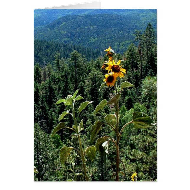 High Road to Taos (Front)