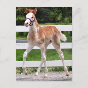 High Steppin Postcard