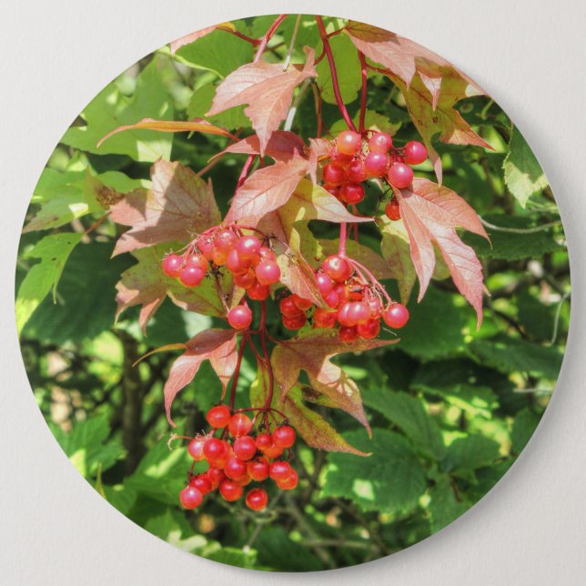 Highbush Cranberries 6 Cm Round Badge (Front)
