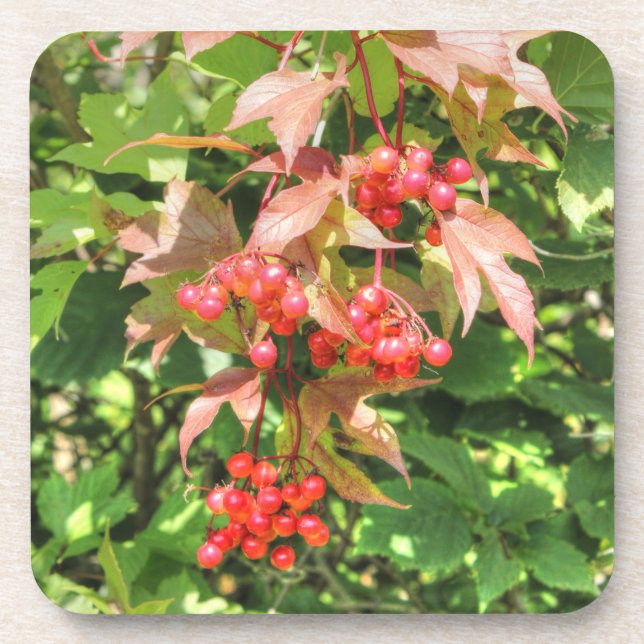 Highbush Cranberries Coaster (Front)