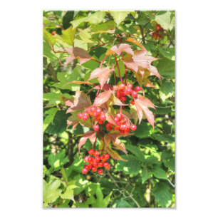 Highbush Cranberries Photo Print