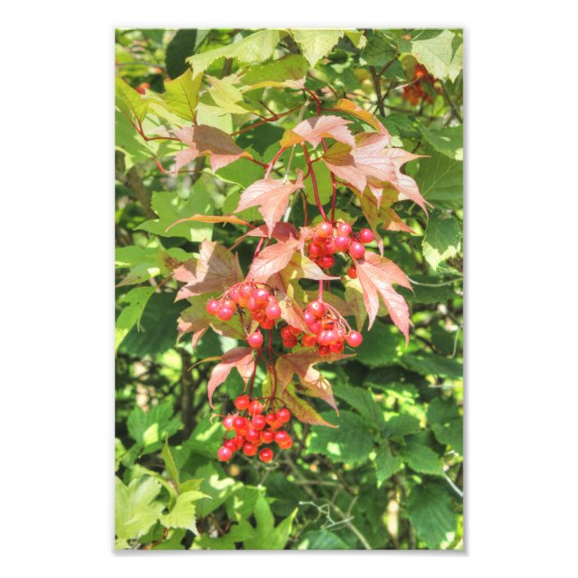 Highbush Cranberries Photo Print (Front)