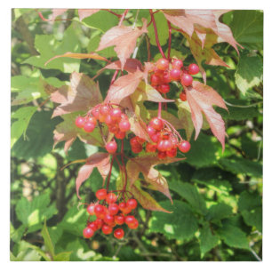 Highbush Cranberries Tile