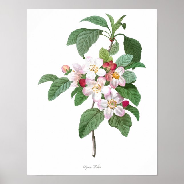 HIGHEST QUALITY Botanical print of Apple Blossom (Front)