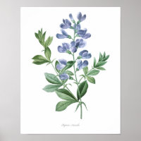 HIGHEST QUALITY Botanical print of Baptisia