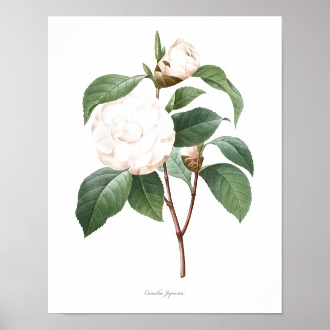 HIGHEST QUALITY Botanical print of Camellia (Front)