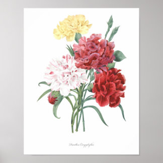 HIGHEST QUALITY Botanical print of Carnation