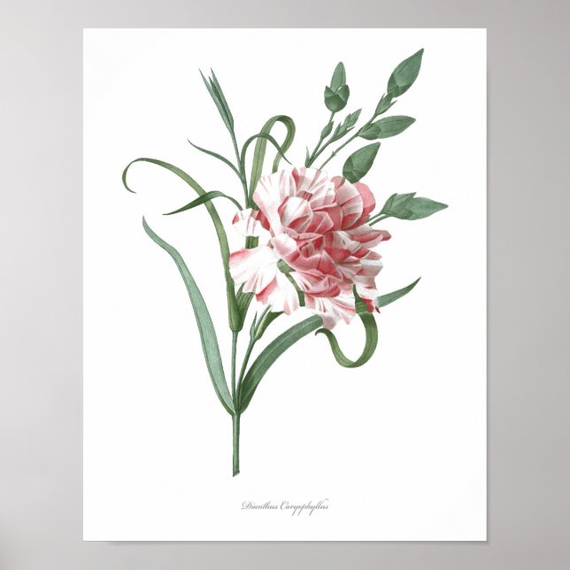 HIGHEST QUALITY Botanical print of Carnation (Front)