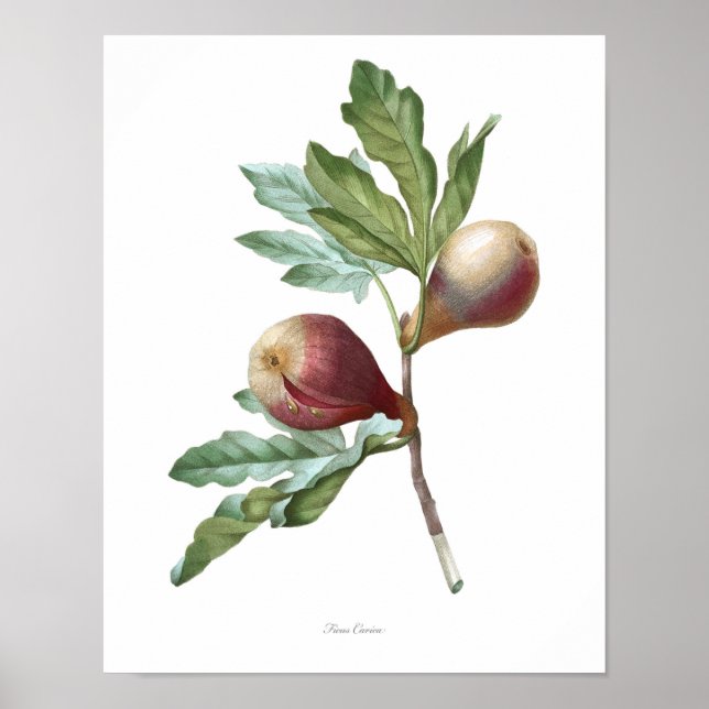 HIGHEST QUALITY Botanical print of Fig (Front)