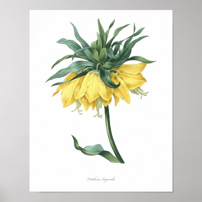 HIGHEST QUALITY Botanical print of Fritillary (Front)